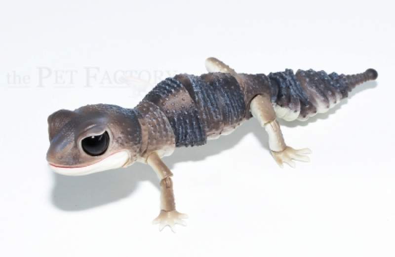 Japanfigur Nephrurus sektional 1